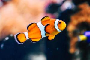 五个联赛，第一家法甲冠军，一个传奇的起源五个联赛第一家法甲冠军